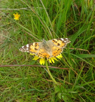 9th May: Painted Lady A