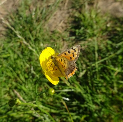 My first and only Small Copper of the year so far