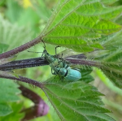 May 10: Phyllobius Sp. weevils