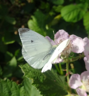 5th July: Small White