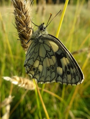 June 20th: Marbled White