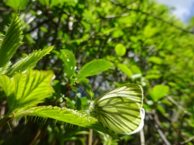 Male Green Veined White: 2nd May