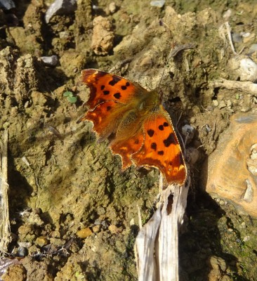 6th Oct: Comma