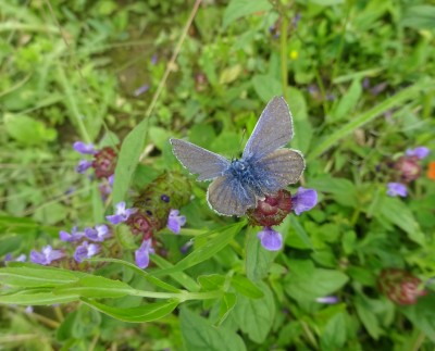Work 01/07: Male Common Blue
