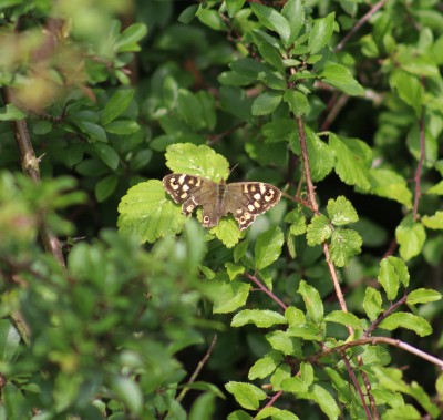 Speckled Wood: Been in the wars