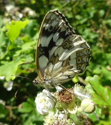 5th July: Marbled White