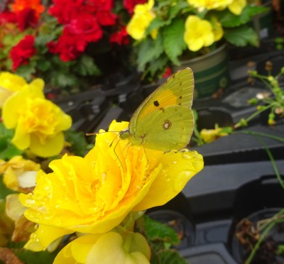 My work: Clouded Yellow on Non Stop Begonia
