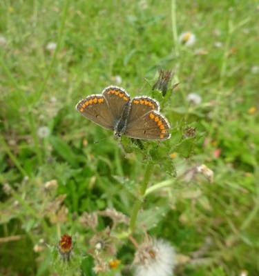 Brown Argus