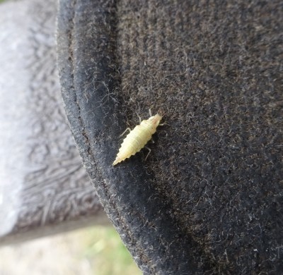 Lacewing larva (I believe)