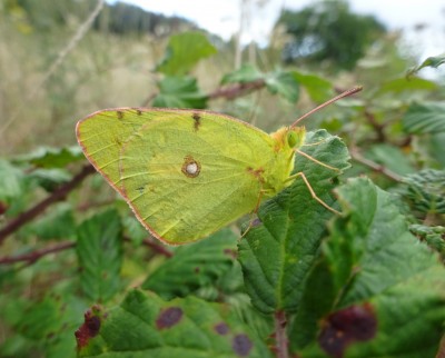 Sept 06: Clouded Yellow