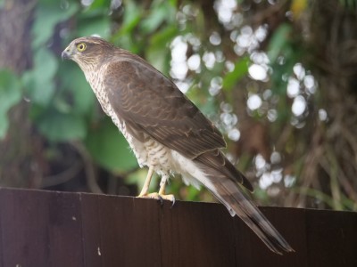 Hull Garden: Sparrowhawk (taken through a window)