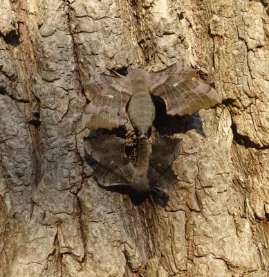 May 20: Poplar Hawk-moths