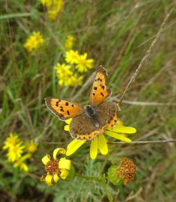 29 August: Small Copper B
