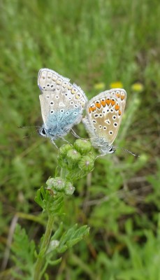 26 July: Common Blues