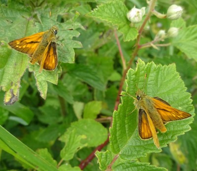 7th June: Male Large Skippers