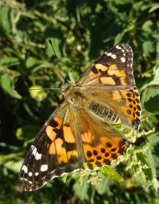 June 20th: Painted Lady