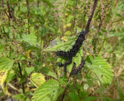 There's a large range of Peacock larva sizes at work