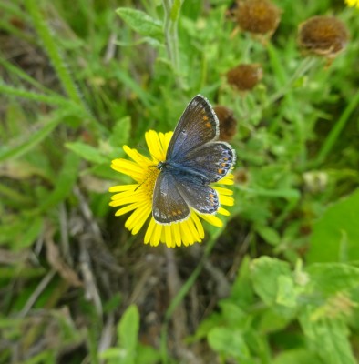 Female Common Blue