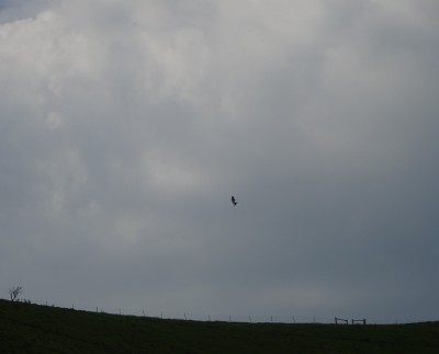 29 May: Buzzard prey pass
