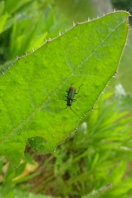 13/5/22: Work: Common Malachite beetle