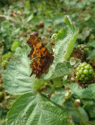 July 12: Comma