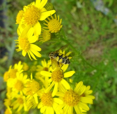 Helophilus trivittatus female (possibly !)