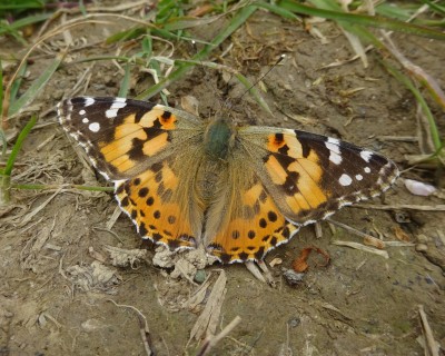 9th May: Painted Lady B