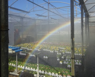Tuesday: Find the misty pot of gold