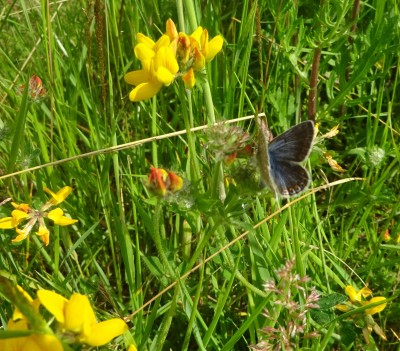 Local fields 03/07: Female Common Blue