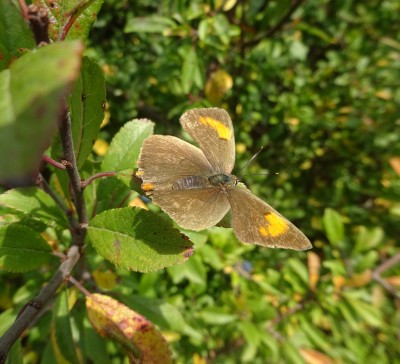 19 Sept: Brown Hairstreak