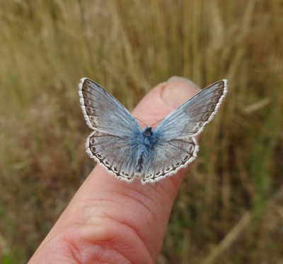 Chalkhill Blue (S'cuse fingernail)
