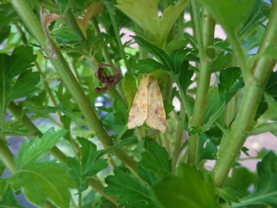 Work: Sallow moth