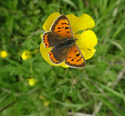 Small Copper: 17 May