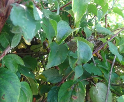 Purple Hairstreak