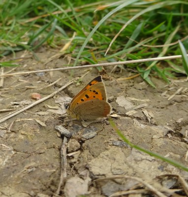 9th May: Small Copper