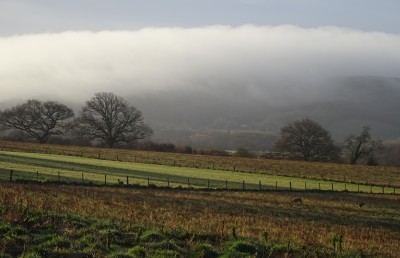 Deer enjoying early downland morning