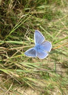 July 12: Common Blue