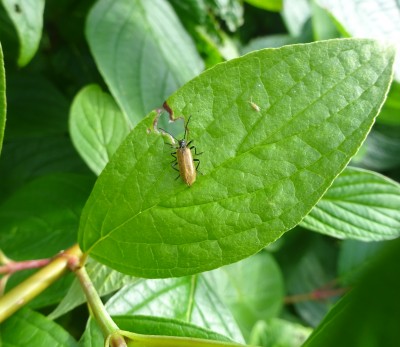 Lagria hirta - possibly munching the dogwood