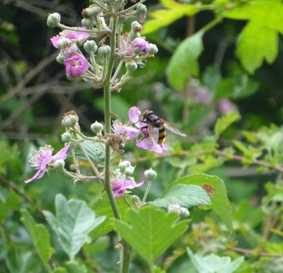 Volucella zonaria