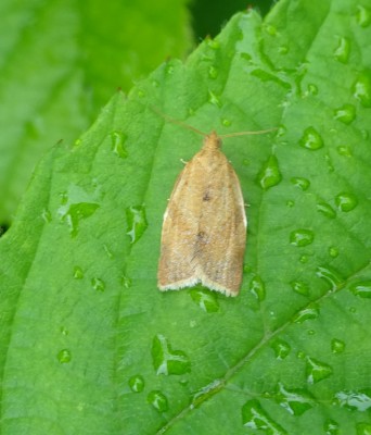 Local fields 03/07: Privet Twist moth ?