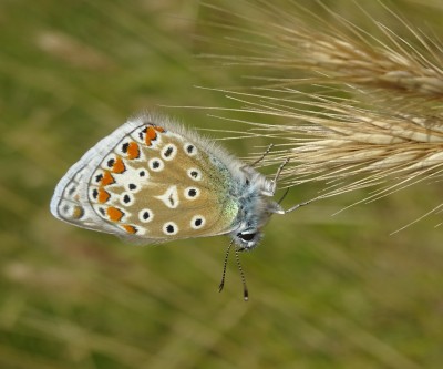 July 12: Common Blue