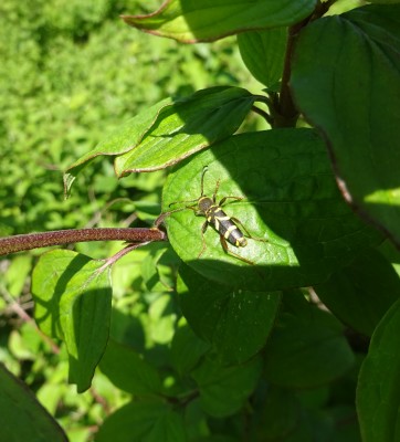 14/5/22: Wolstonbury: Wasp beetle