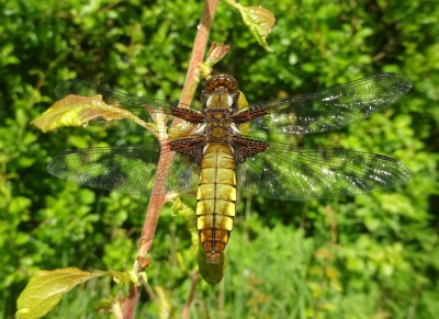 May 28: Broad-bodied Chaser