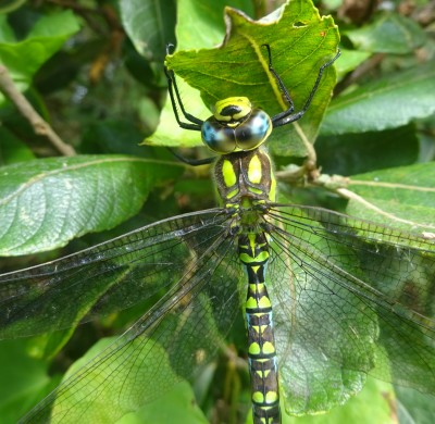 20th Sept: Southern Hawker