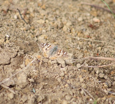 Painted Lady: Same individual