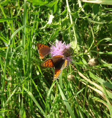 9th Oct: Small Copper pair