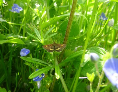 29 May: Mint moth