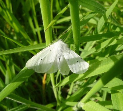 May 15: Female Muslin moth