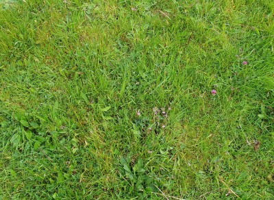 wetter turf with Pedicularis, Succisa etc