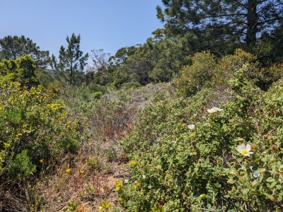 Sage-leaved rose and Mediterranean buckthorn in valley habitat